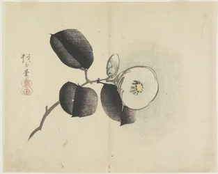 Camélia Fleur et Bourgeon, c. 1830
